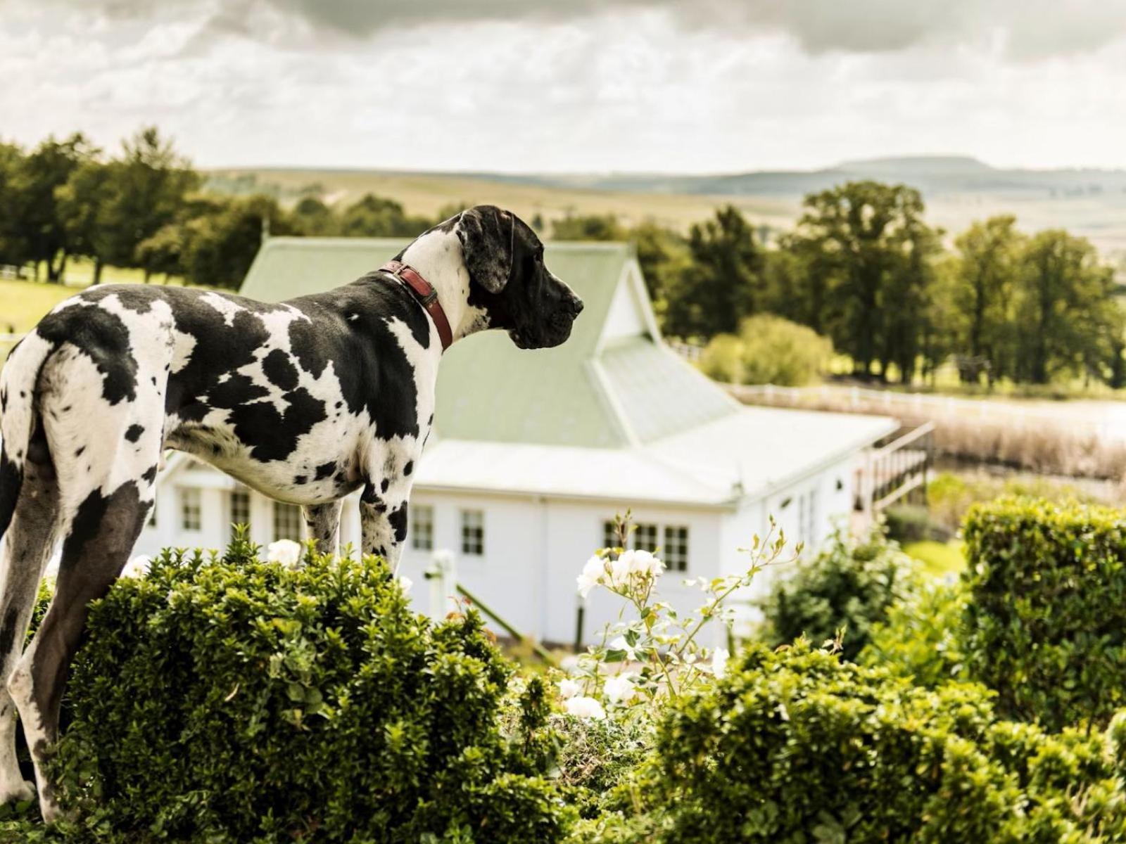 Oaklands Farm Stay Van Reenen Εξωτερικό φωτογραφία