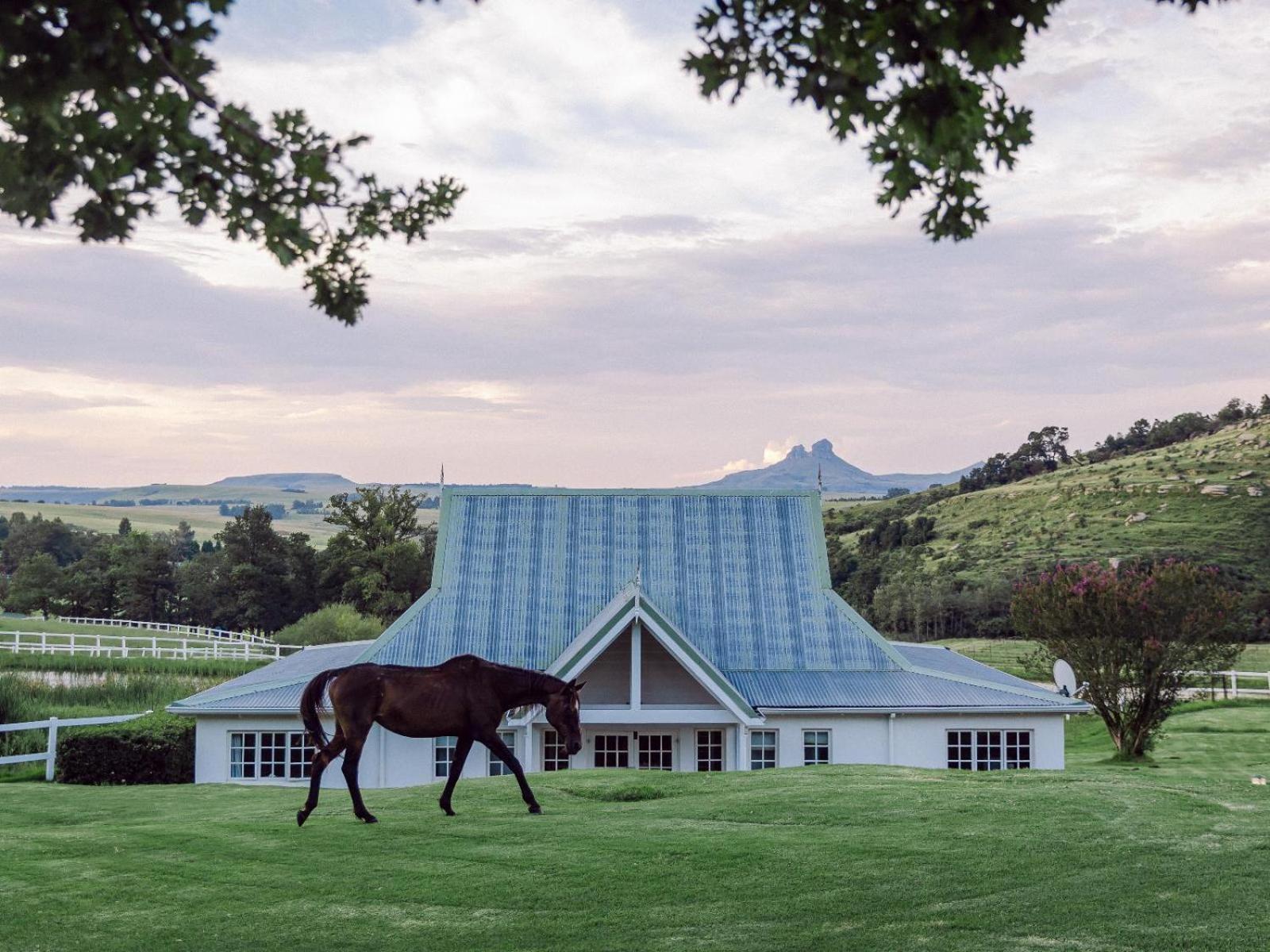 Oaklands Farm Stay Van Reenen Εξωτερικό φωτογραφία